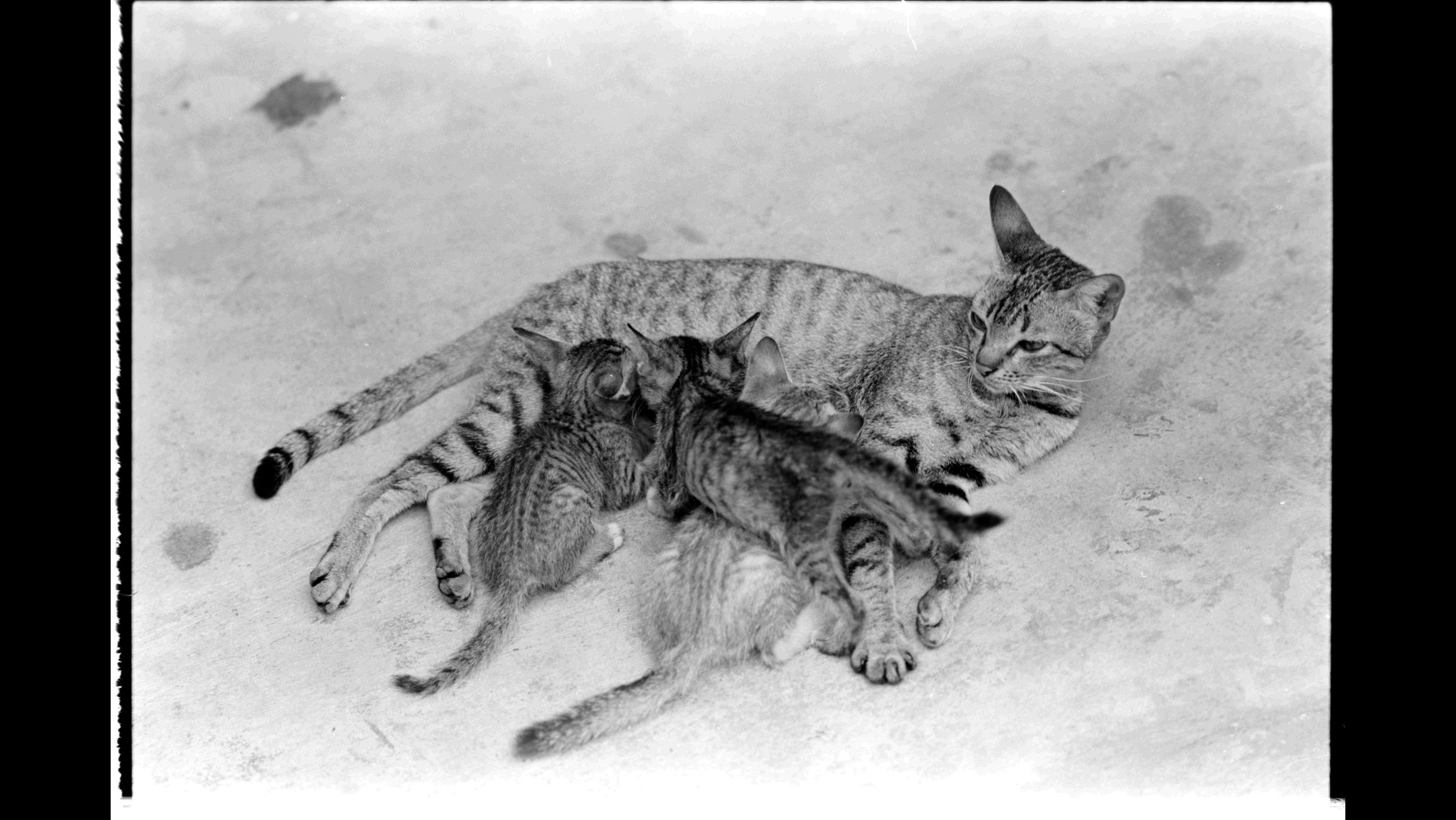 Photo Reference No: FPL02682