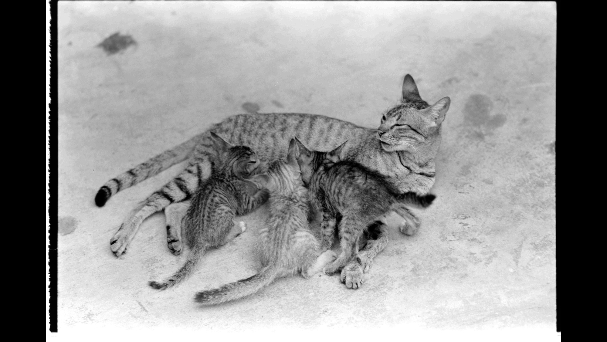 Photo Reference No: FPL02683