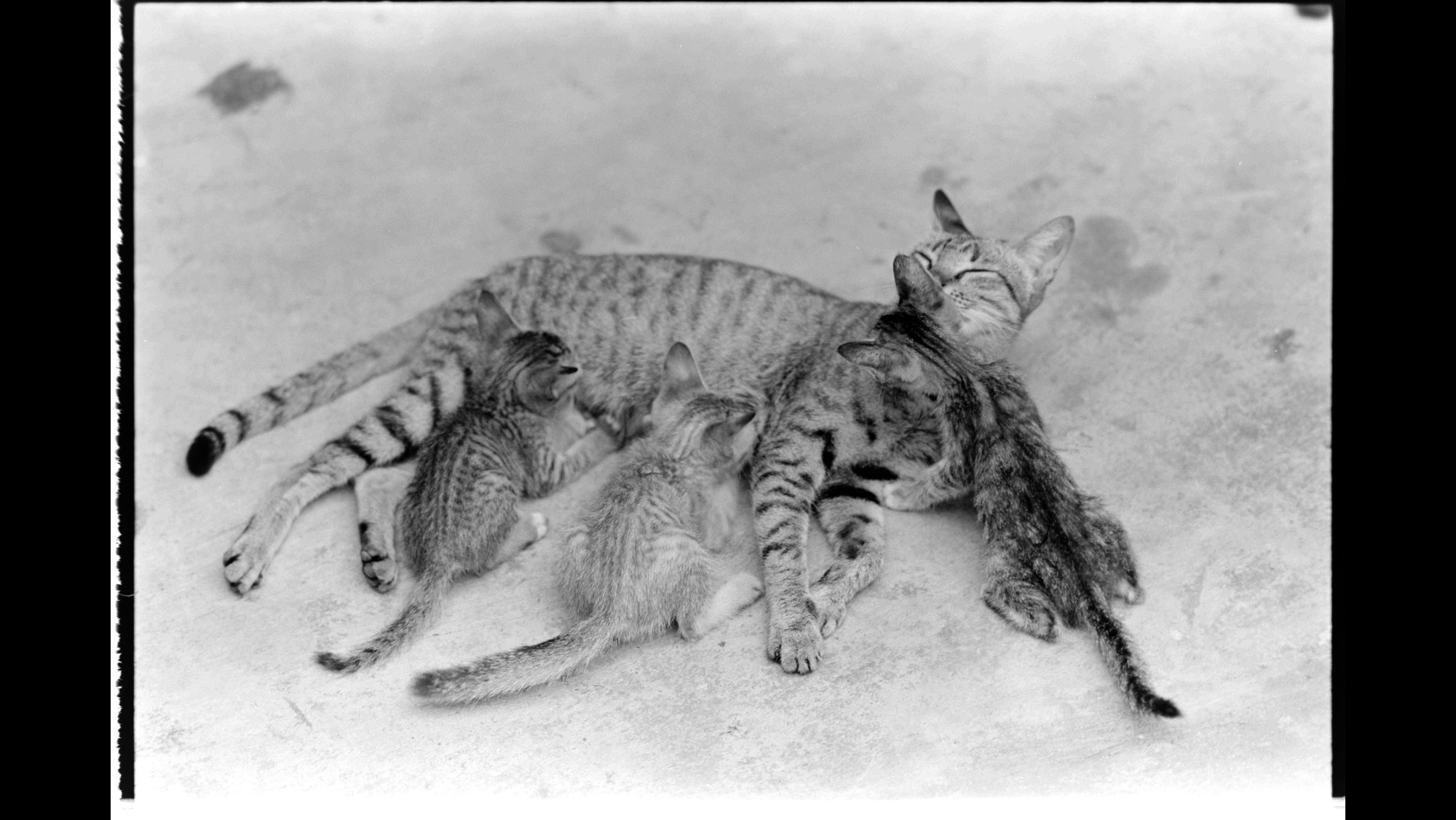 Photo Reference No: FPL02684