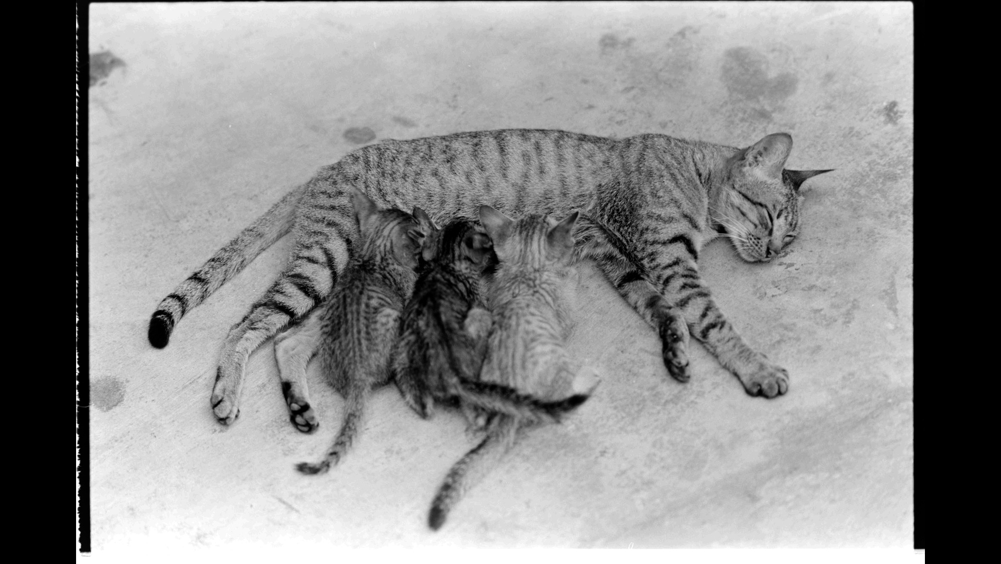 Photo Reference No: FPL02691