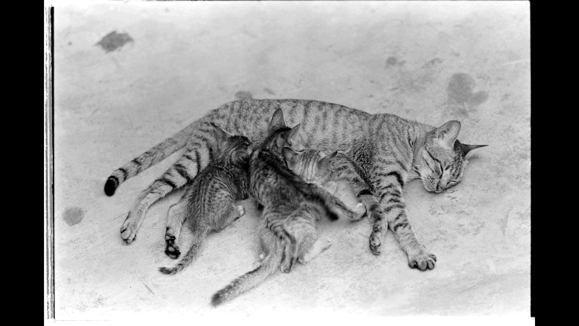 Photo Reference No: FPL02692