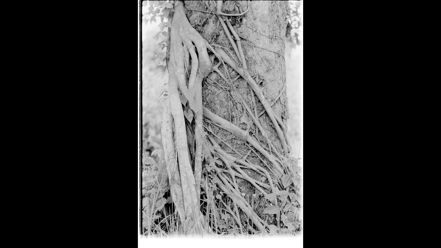 Photo Reference No: FPL01345