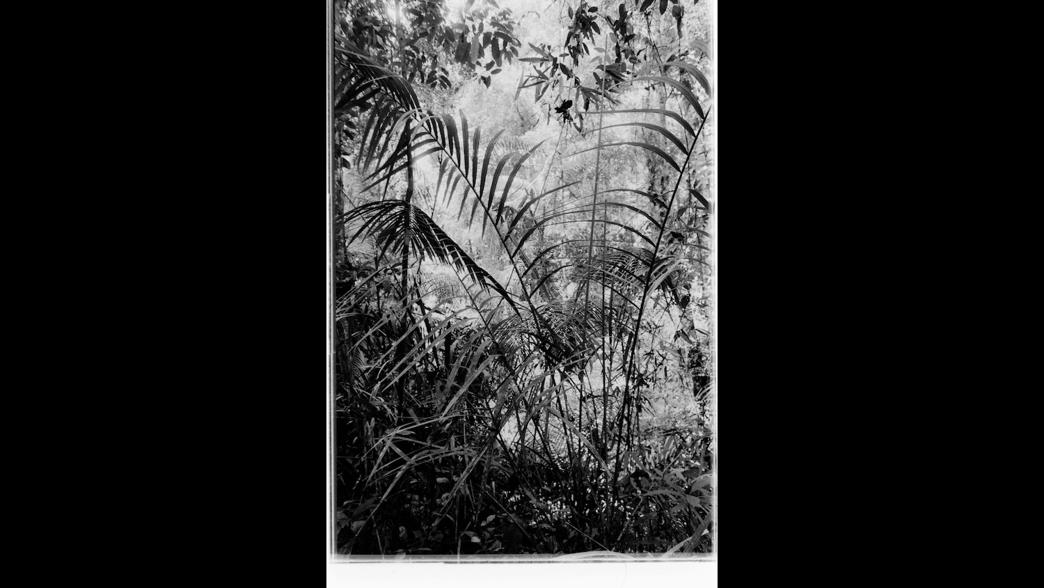 Photo Reference No: FPL01346