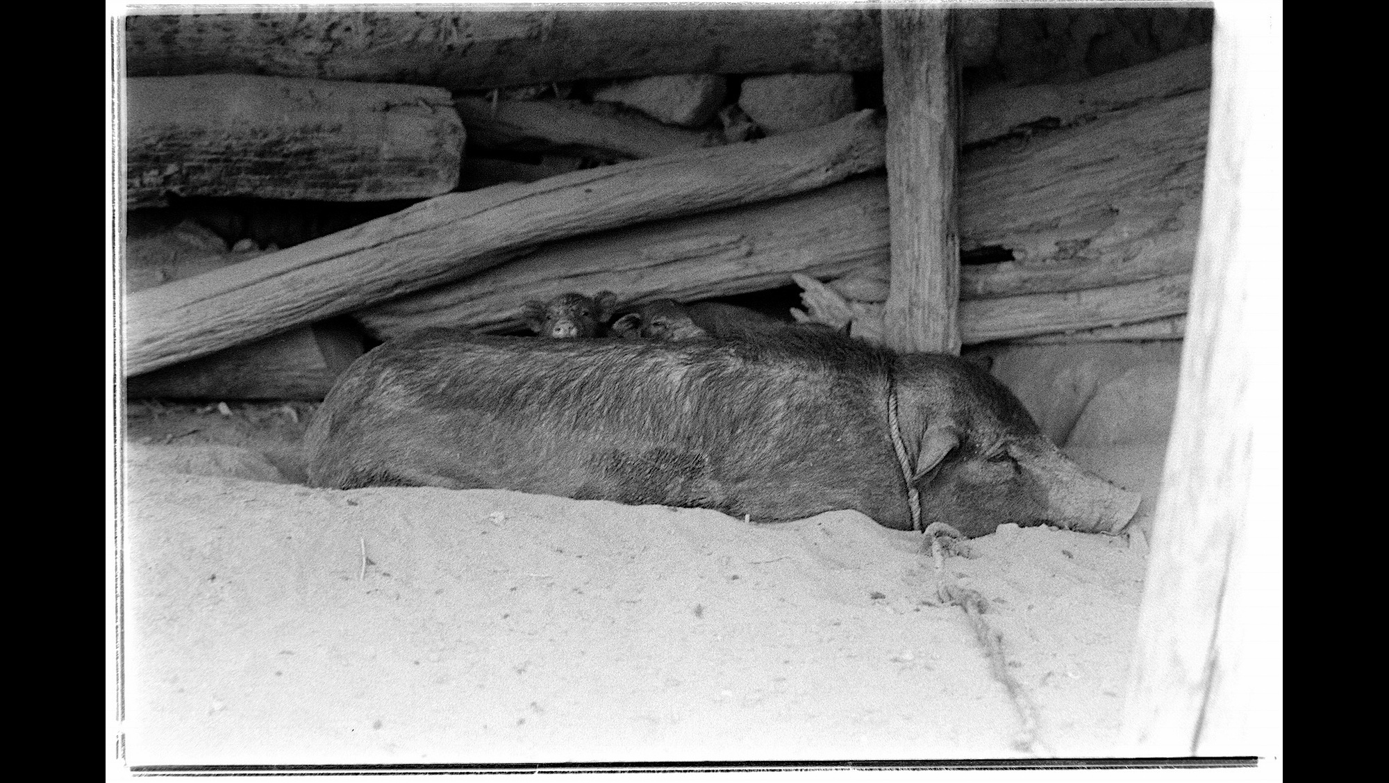 Photo Reference No: FPL01469