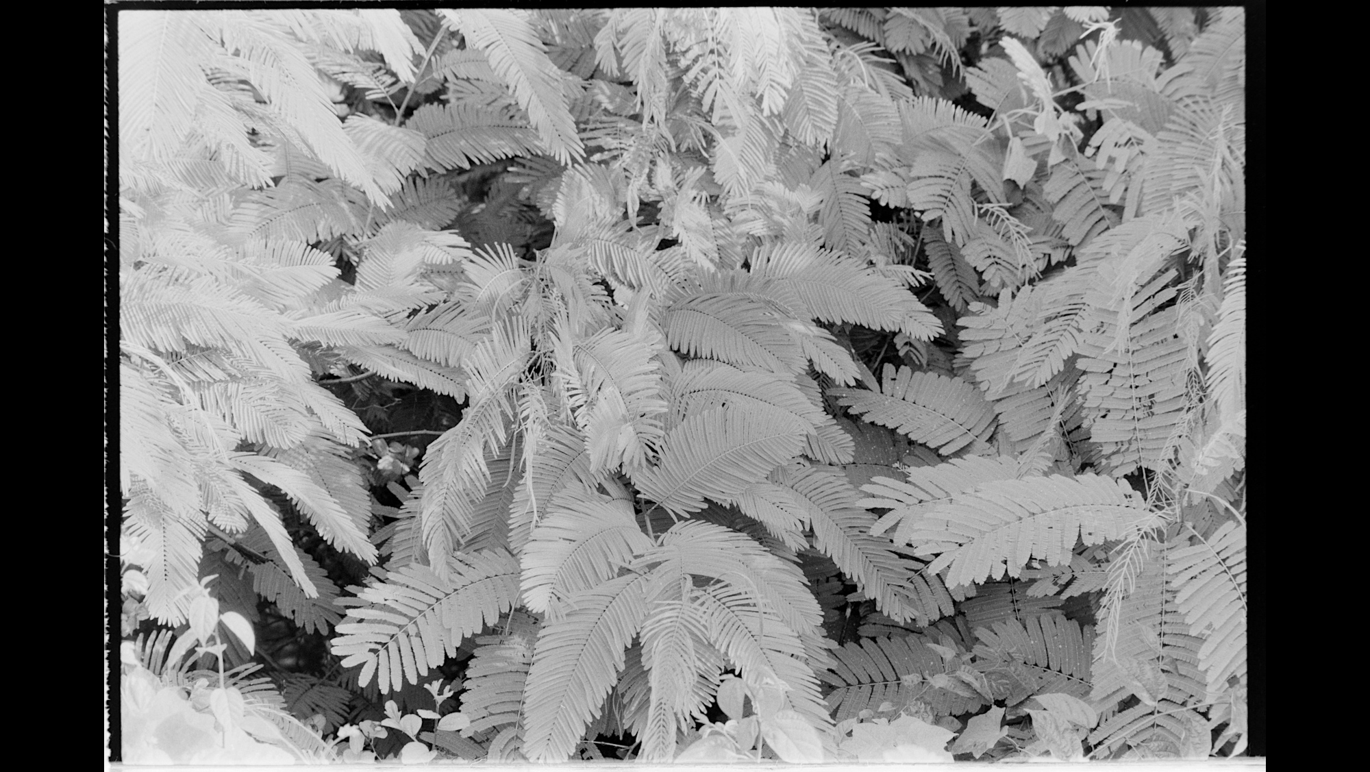 Photo Reference No: FPL01582